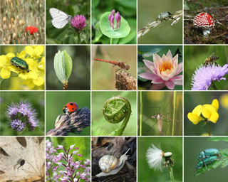 create synergies in biodiversity conservation